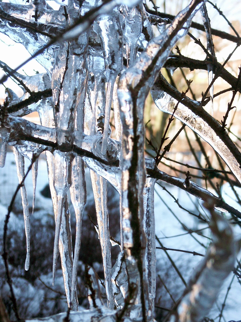 icicle winter ice free photo