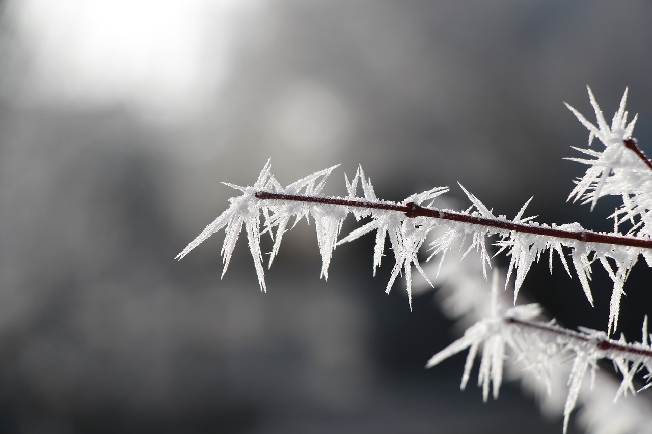 icicle frost winter free photo