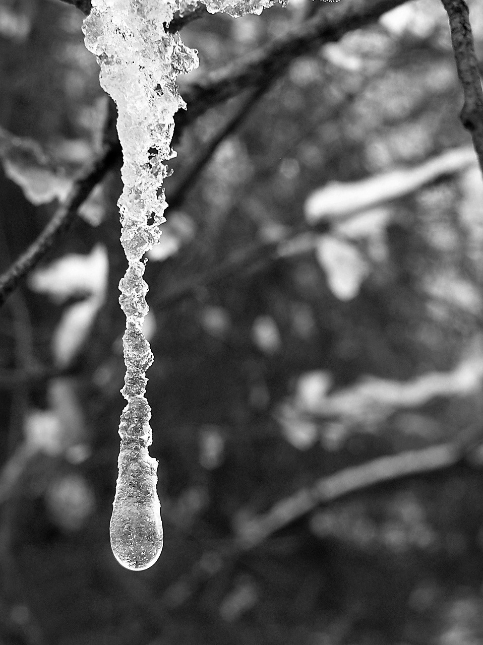 icicle ice frozen free photo