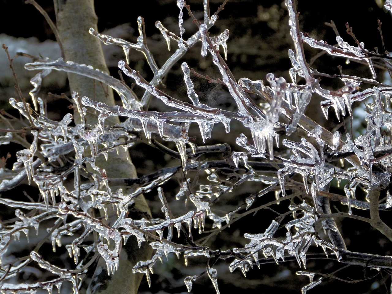 icicle  icicles  ice storm free photo