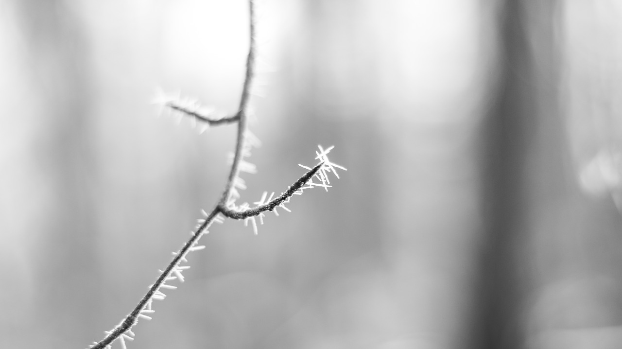 icicle  snow  winter free photo