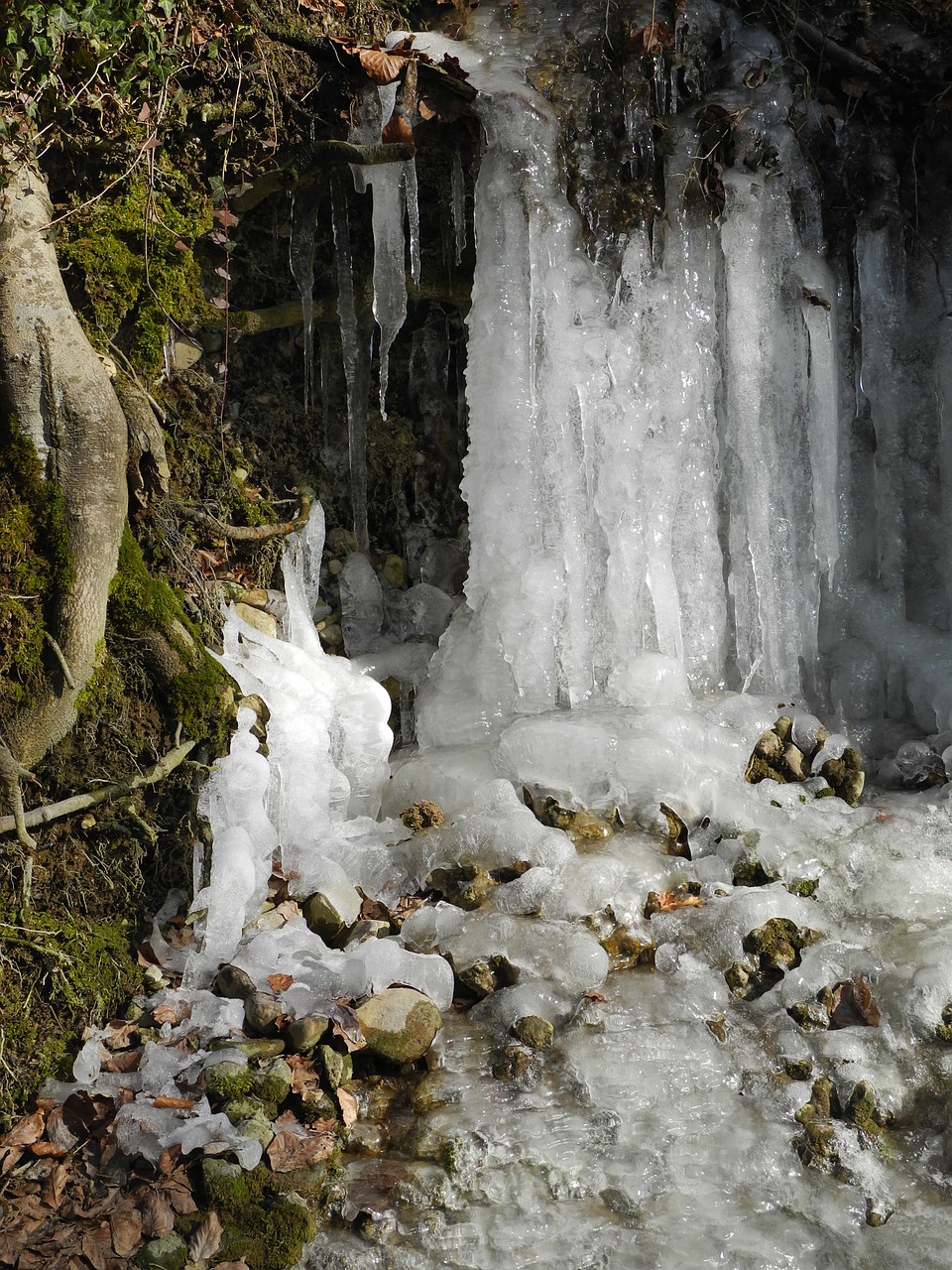 icicle frozen cold free photo