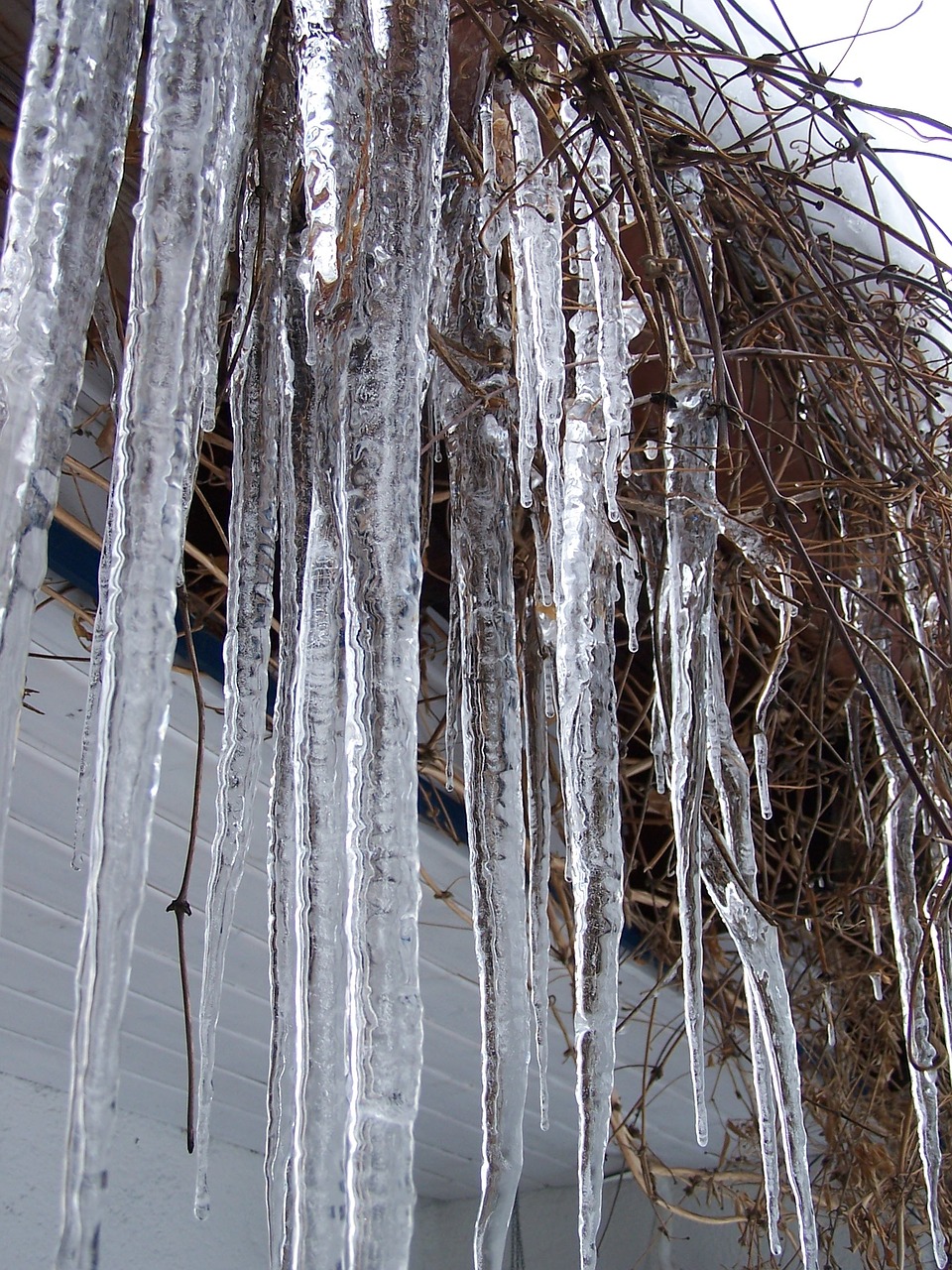 icicle winter cold free photo