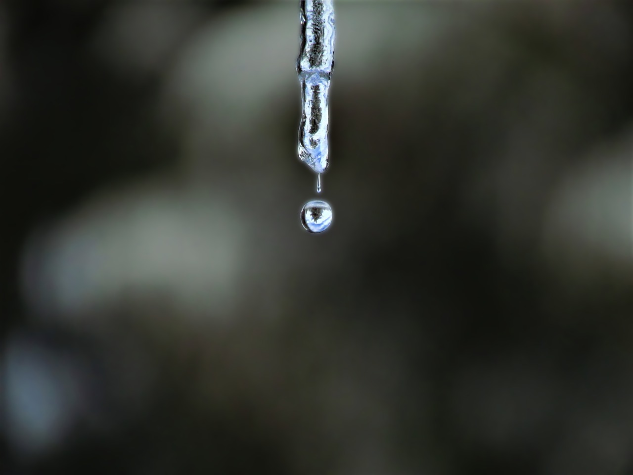 icicle dripping  dripping icicle  icicle free photo