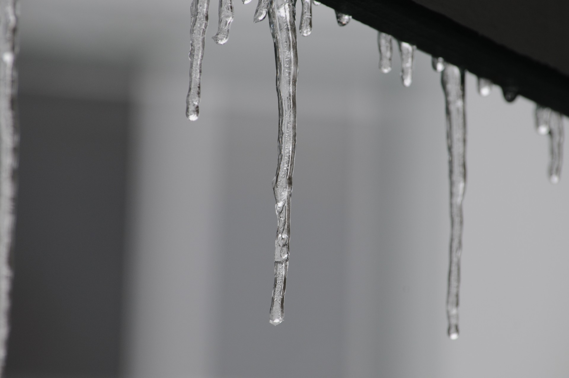 winter cold icicle free photo