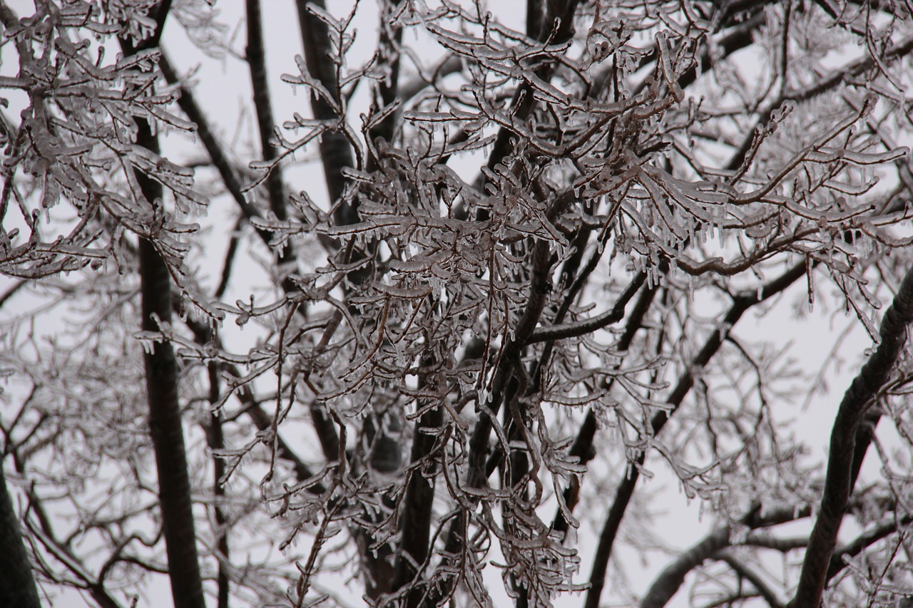 icicles tree branches free photo