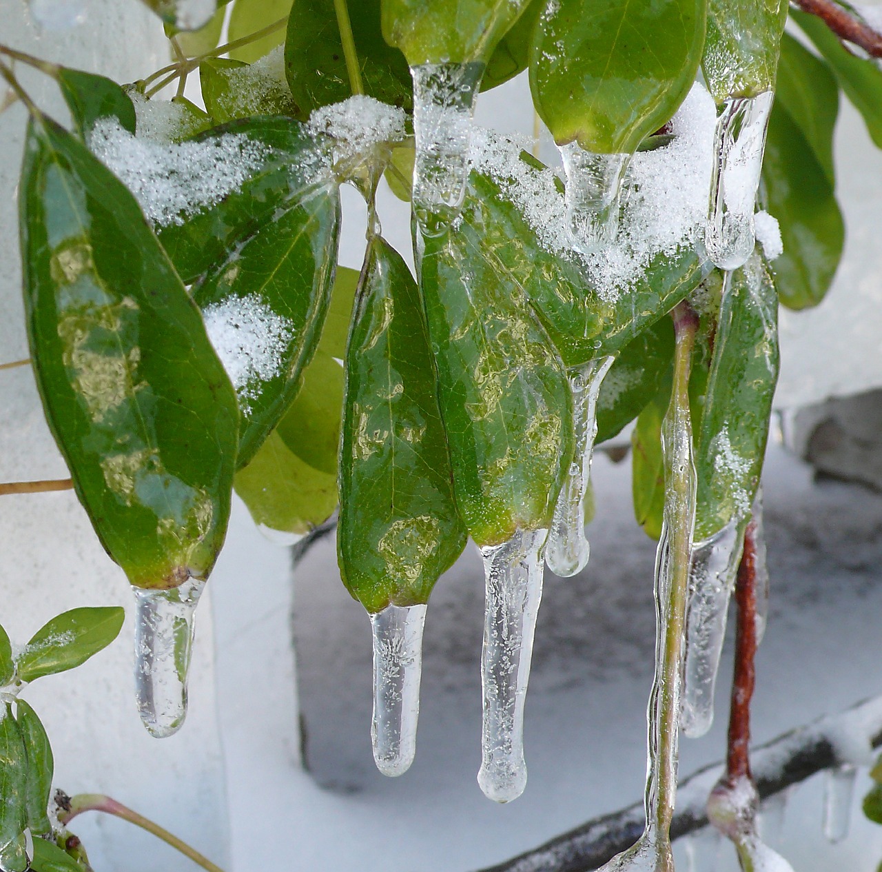 icicles freezing rain leaves free photo