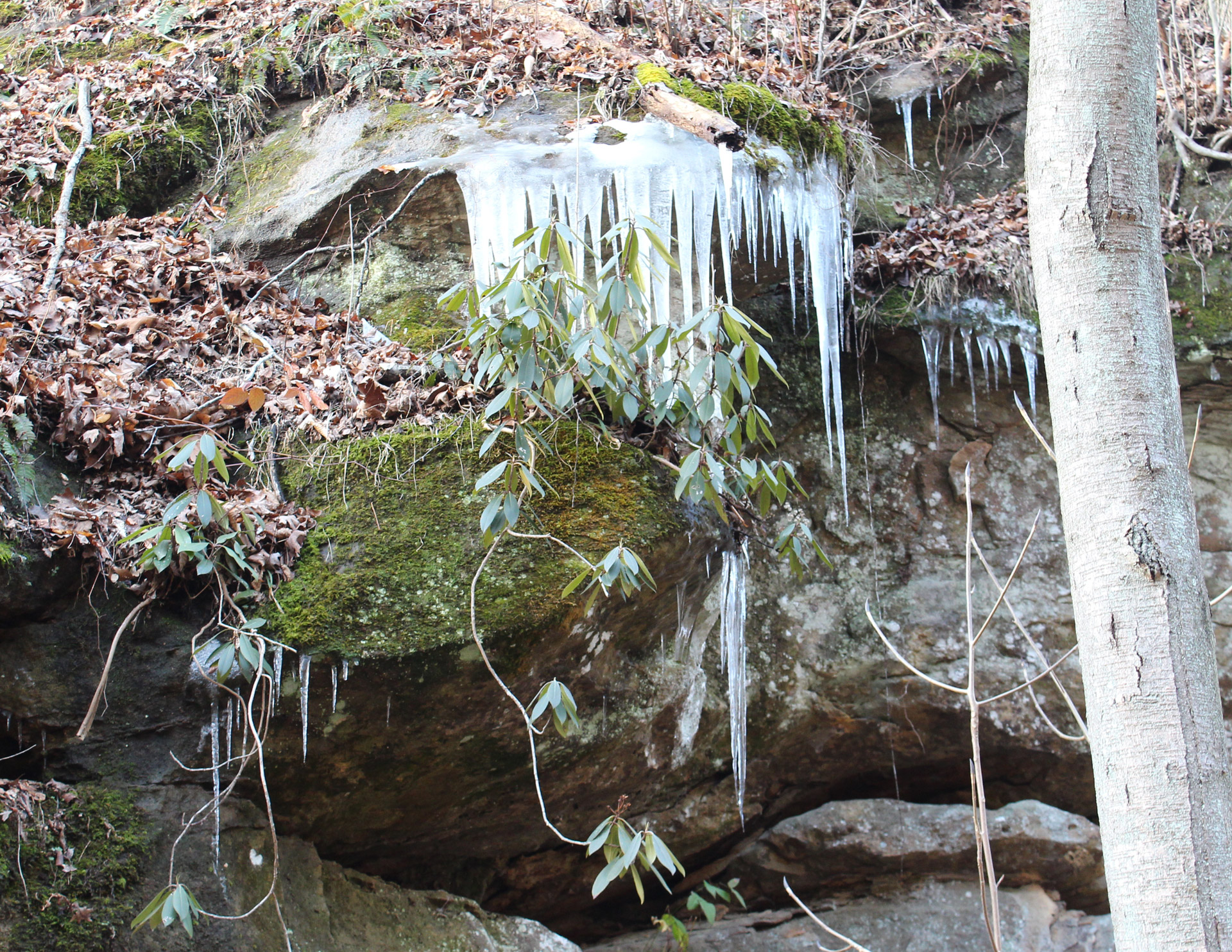 ice icicle winter free photo