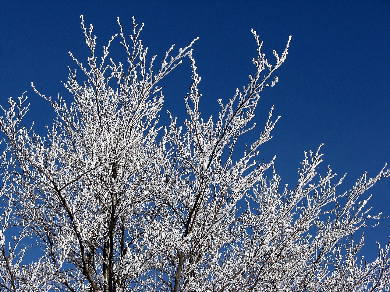 icing trees the sky free photo