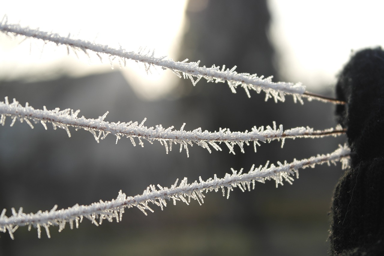 icing winter wire free photo