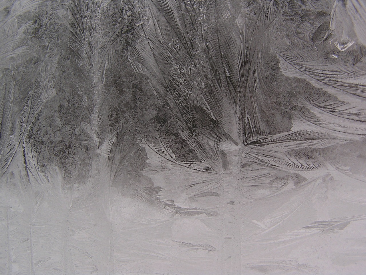 icing winter window frost on the window free photo