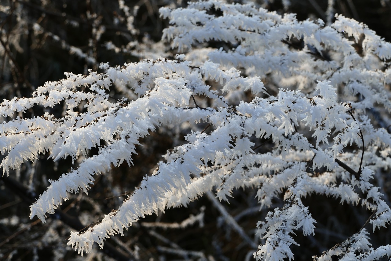 icing  winter  frost free photo