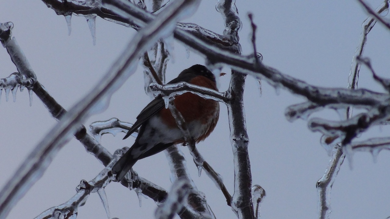 icing  winter  bird free photo
