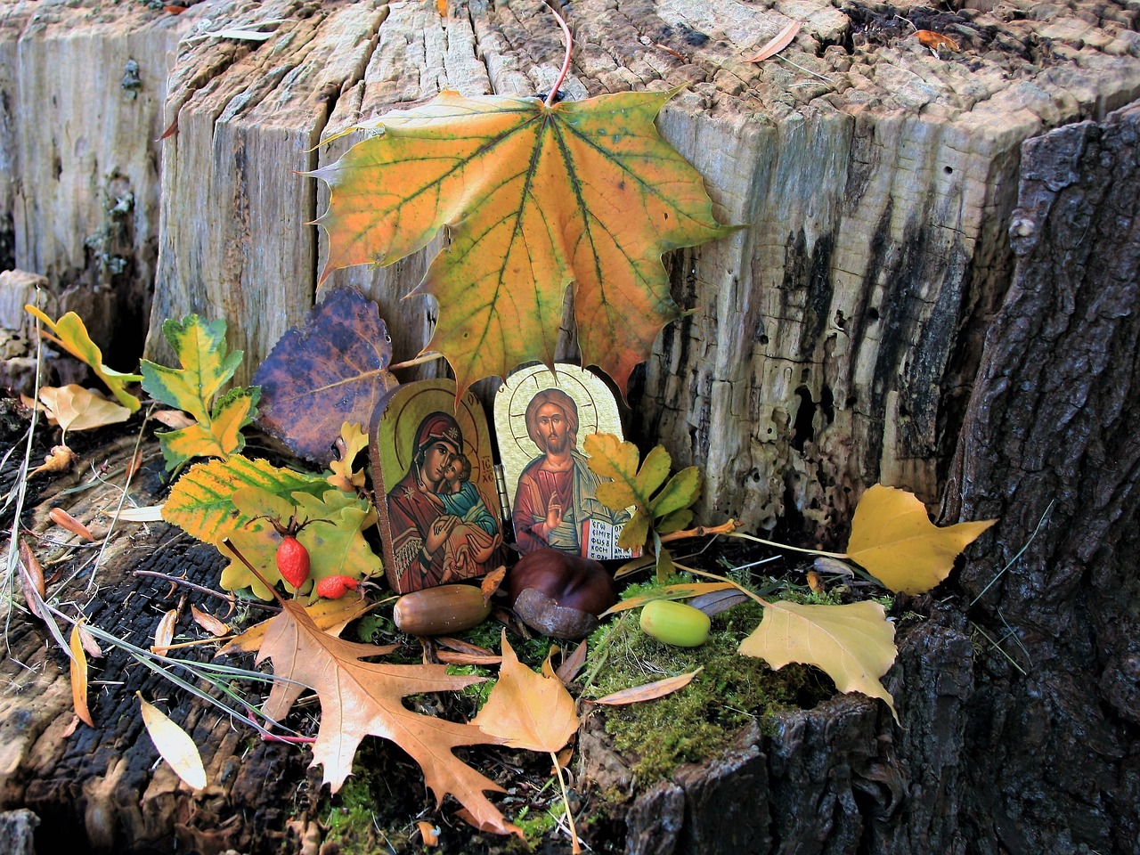 icon  in the fall  the bark free photo