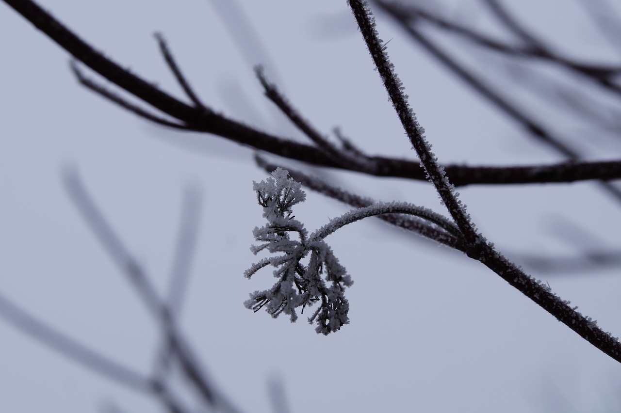 icy iced winter free photo