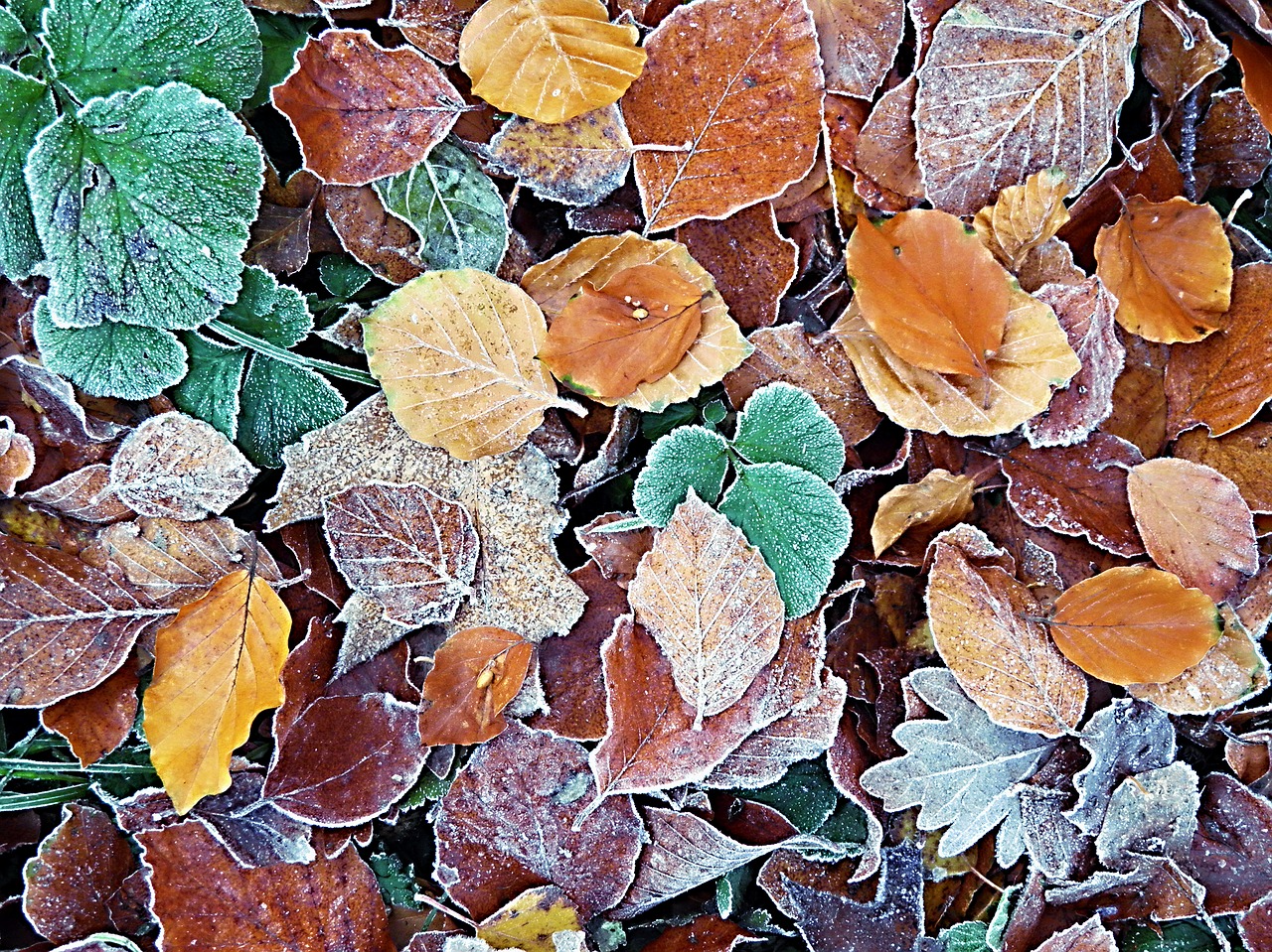 icy autumn leaves leaves frozen free photo