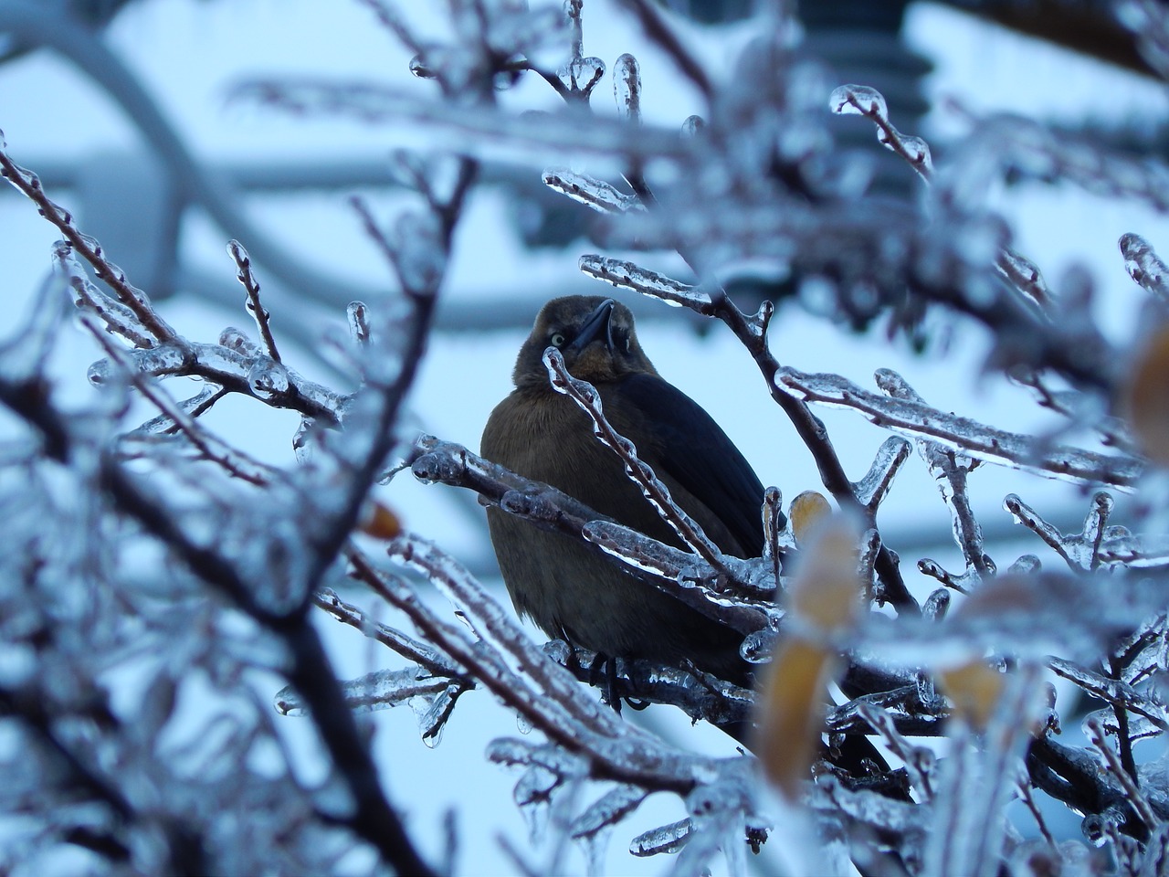 icy branches  bird  winter free photo