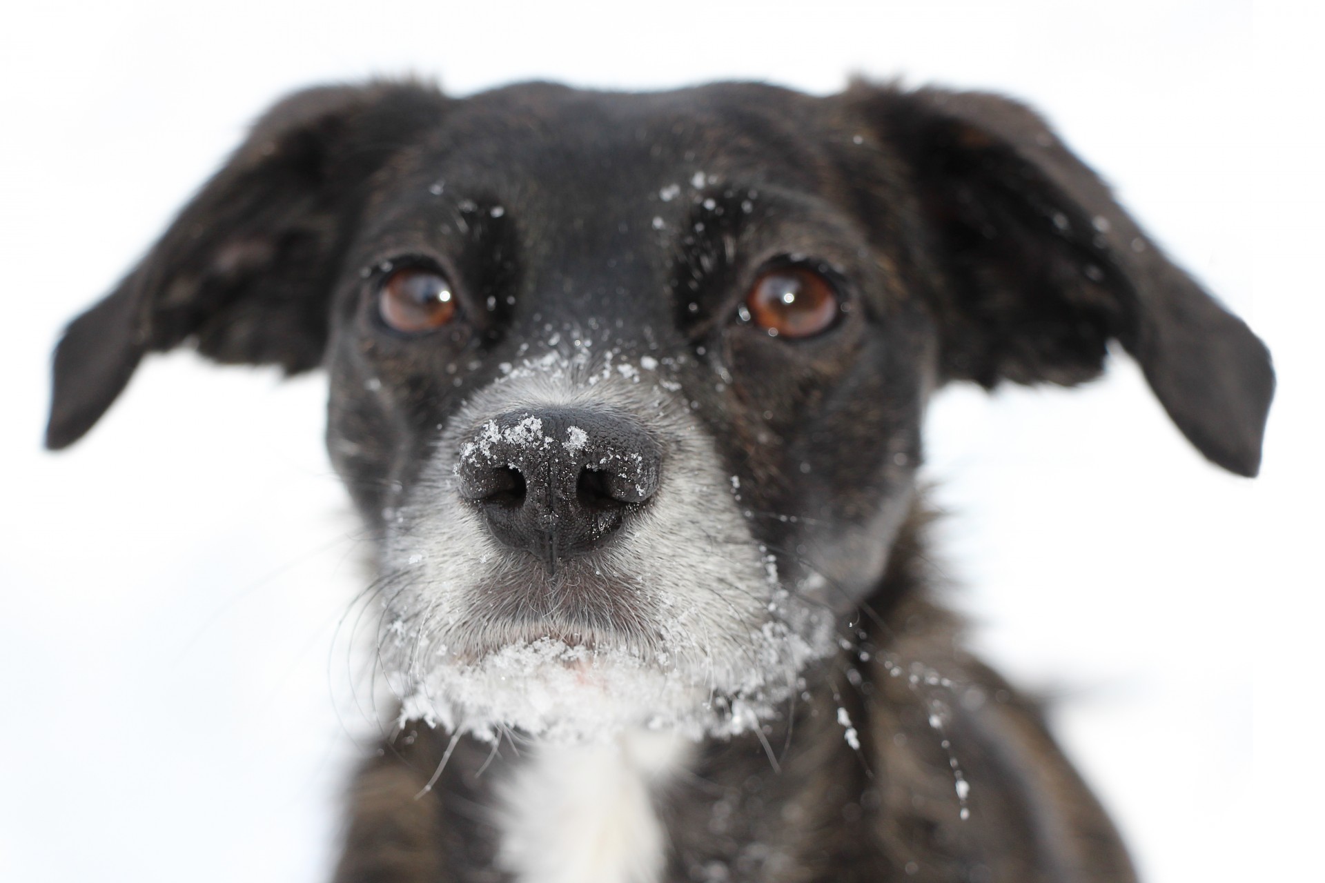 dog portrait black free photo