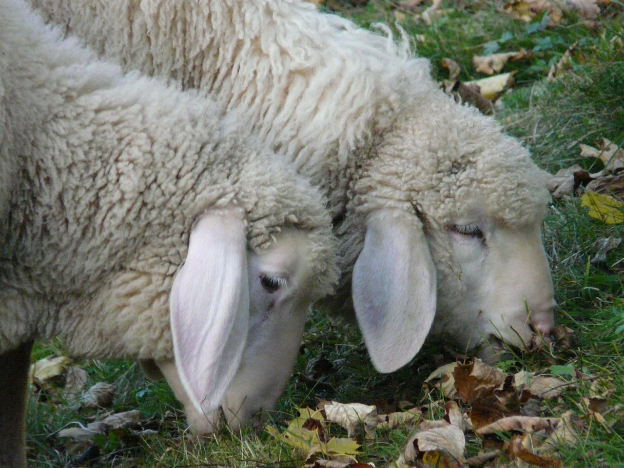 idiots sheep pasture free photo