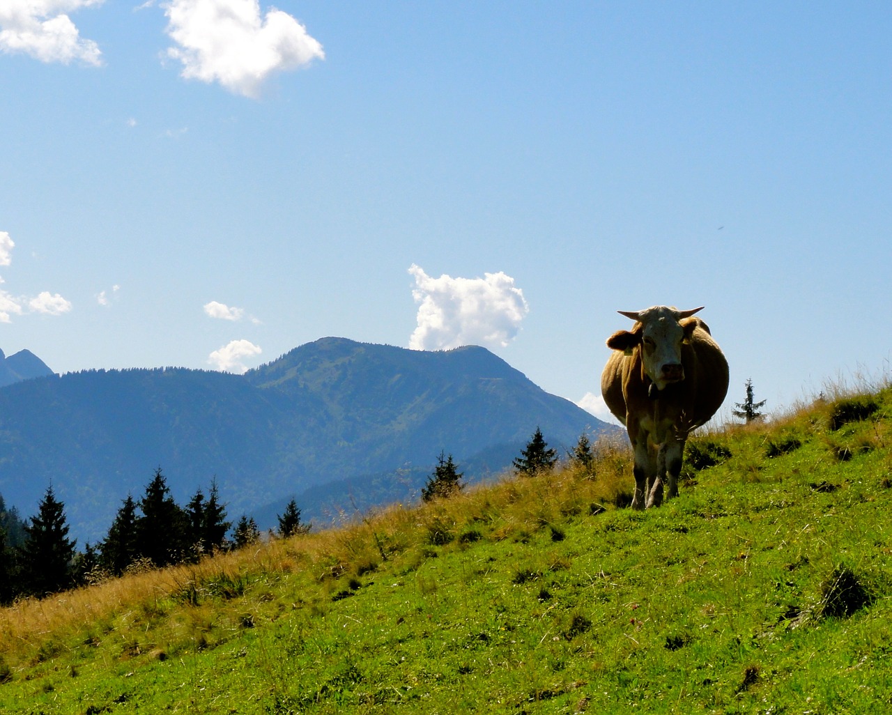idyll mountain cow free photo