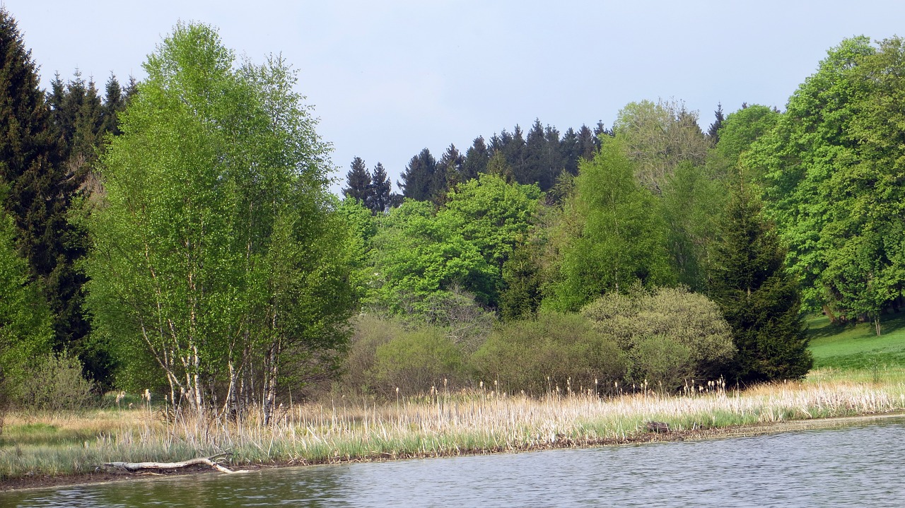 idyll forest conifers free photo