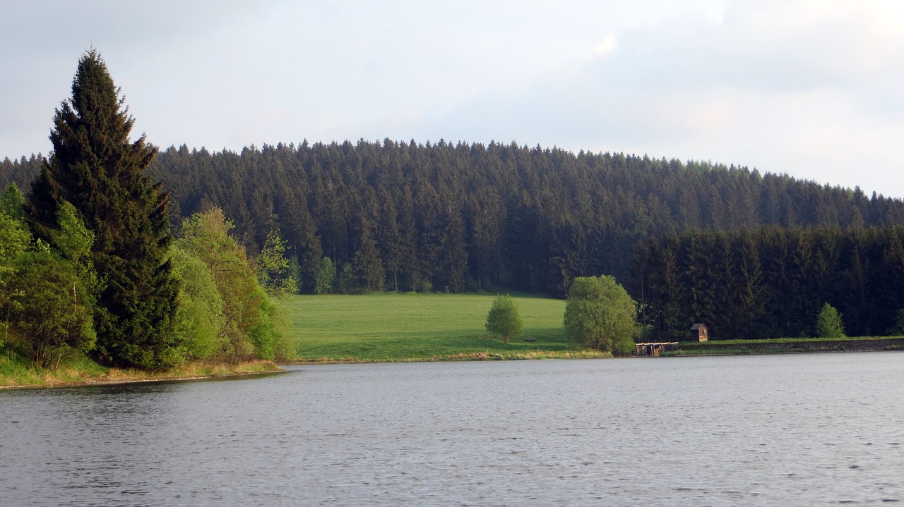 idyll forest conifers free photo