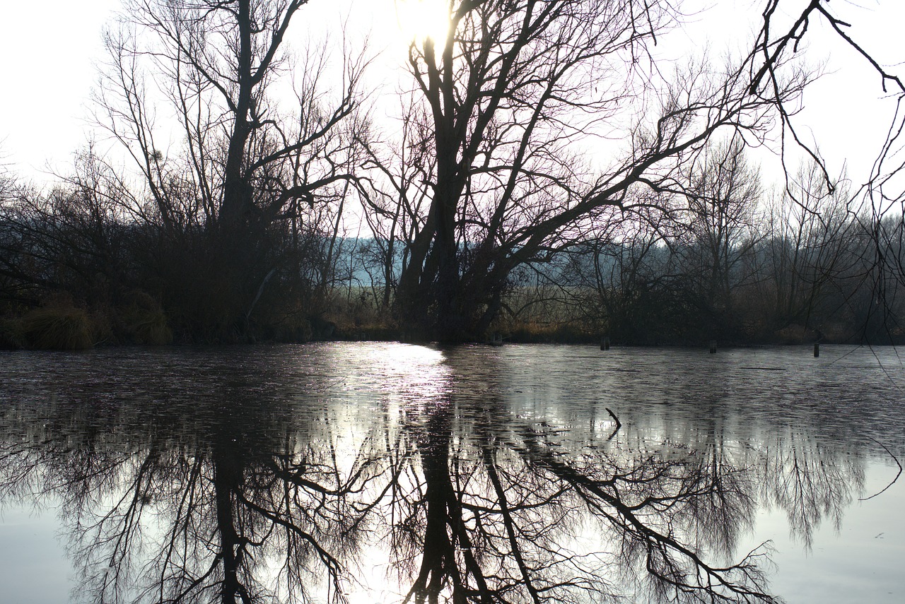 idyllic  forest  lake free photo