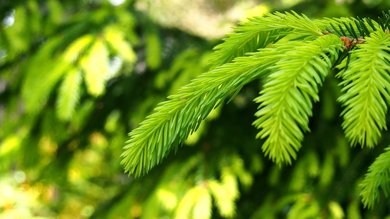 iglak needle coniferous free photo