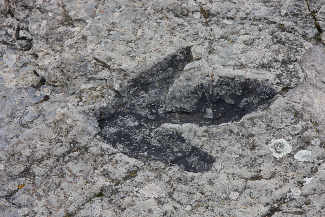 ignita footprint dinosaur free photo