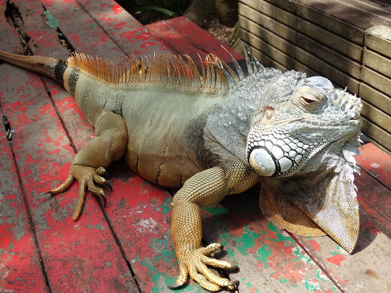 iguana reptile tropical free photo