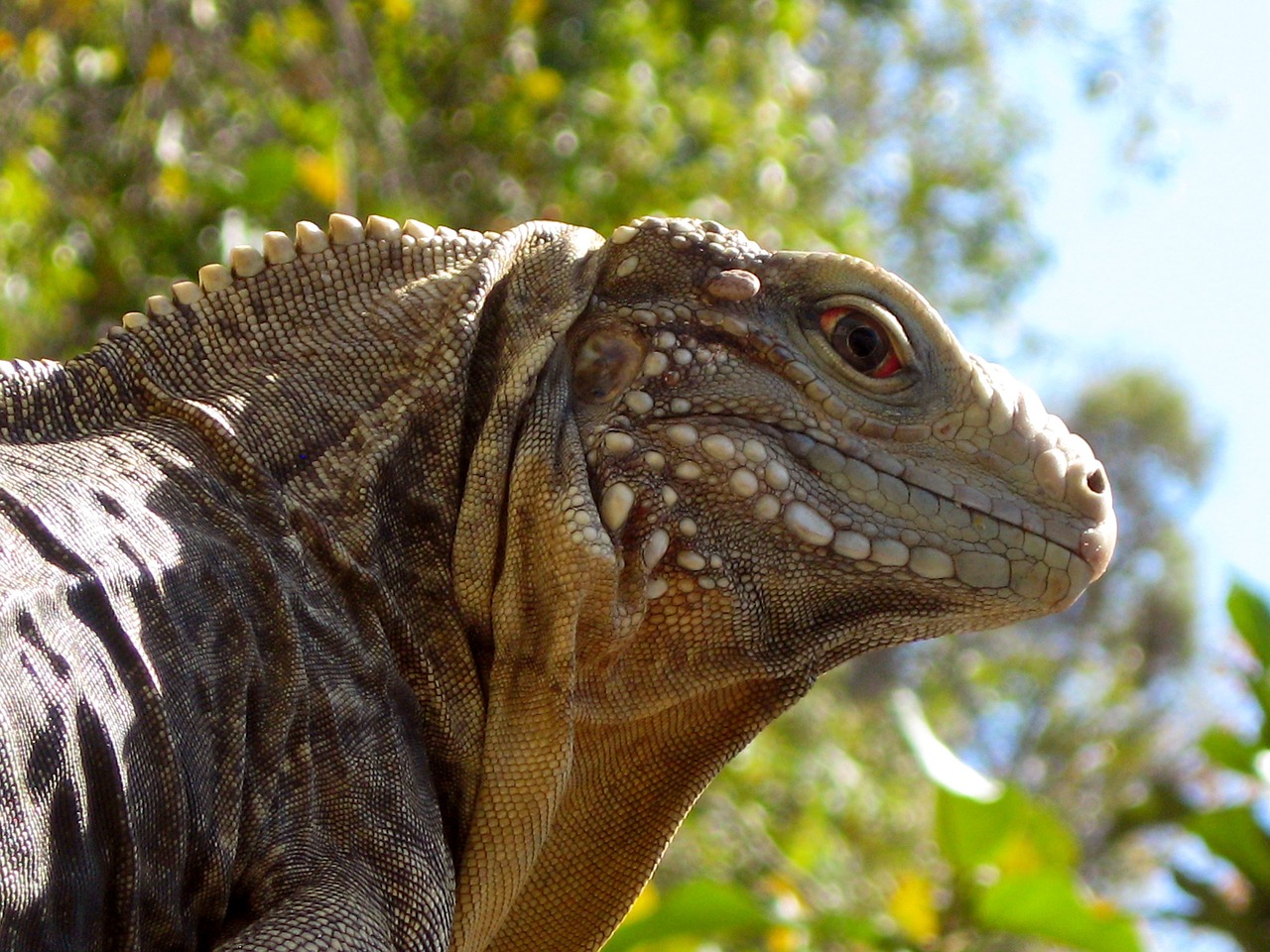 iguana cuba reptile free photo