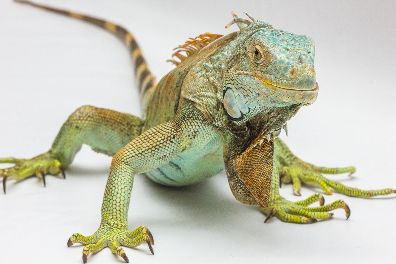 iguana white background reptile free photo