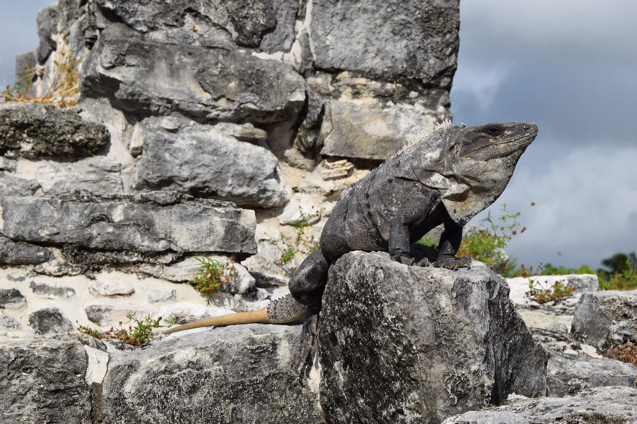 iguana stocks grey free photo