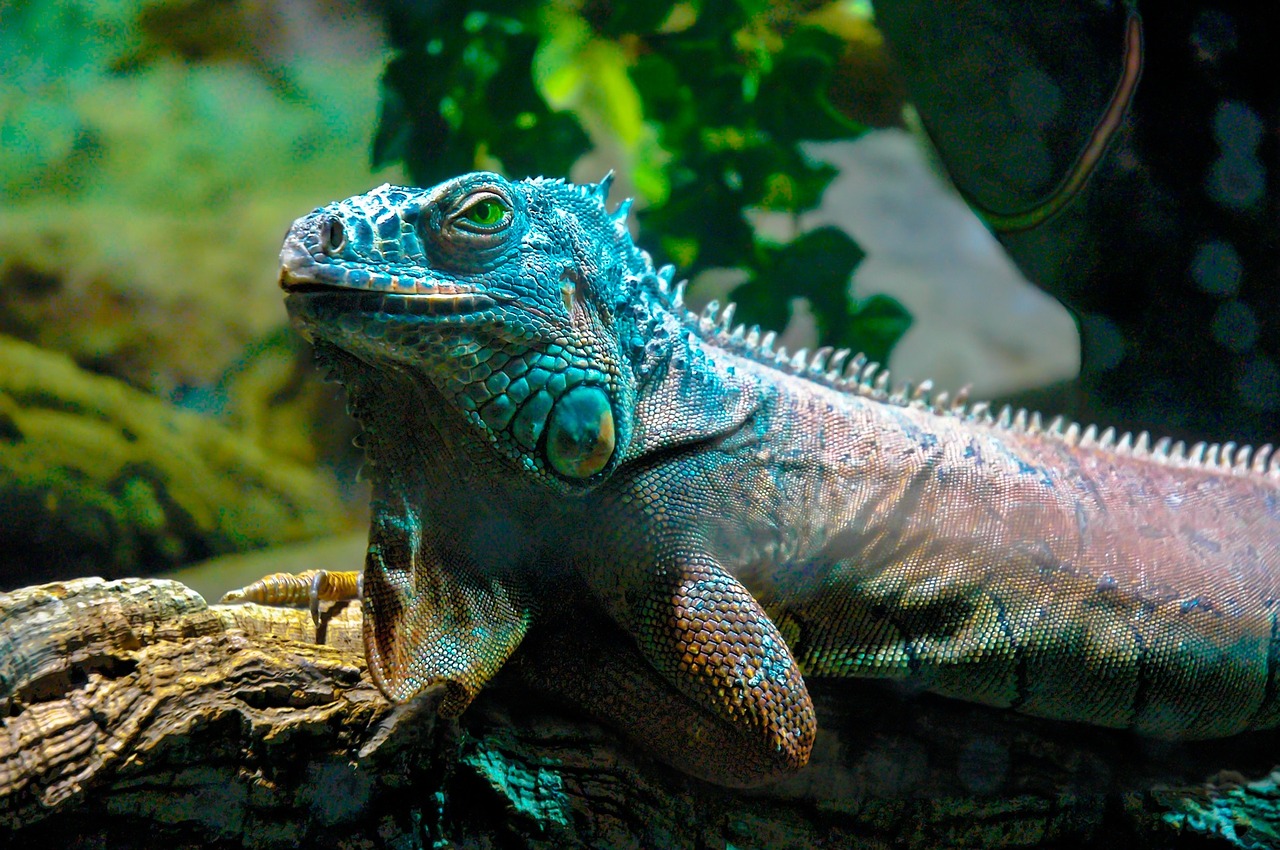 iguana dragons reptile free photo