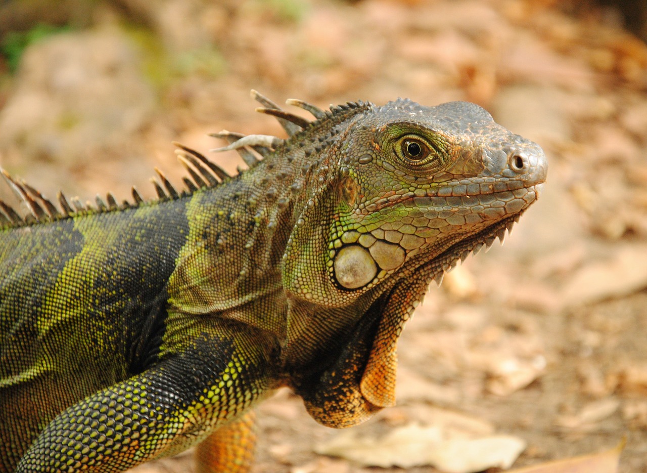 iguana wildlife lizard free photo
