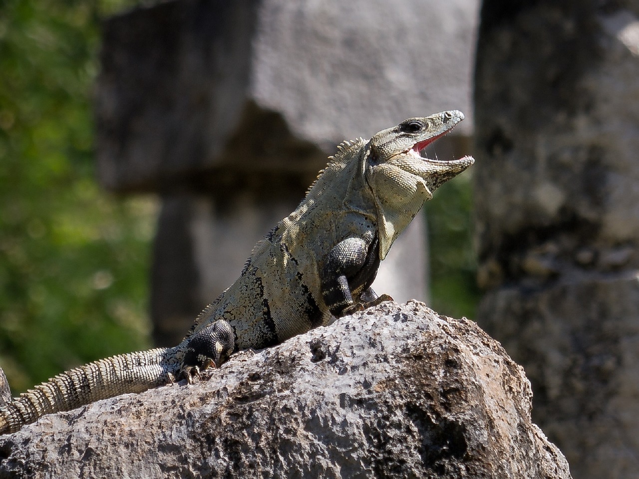 iguana spiny tailed free photo