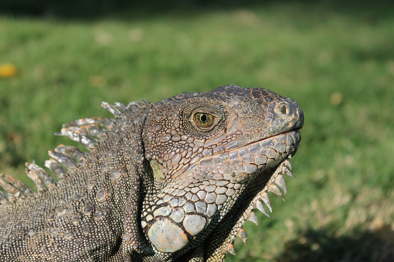 iguana reptile wildlife free photo
