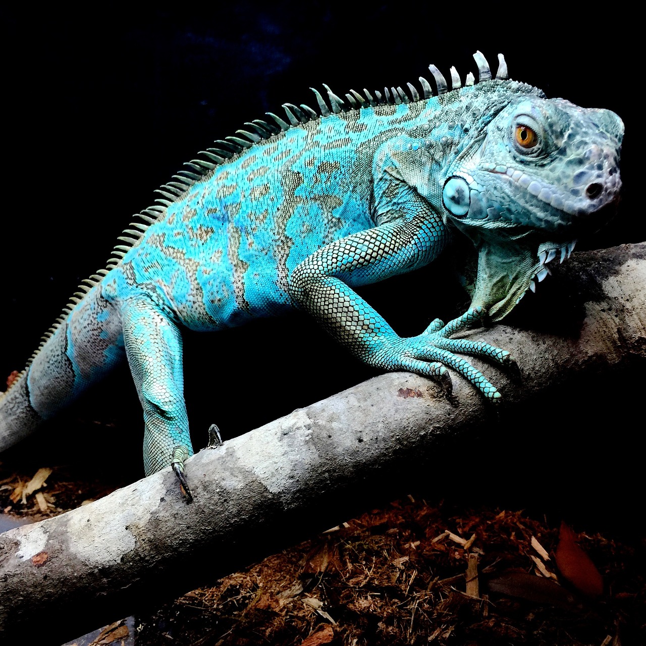 iguana blue reptile free photo