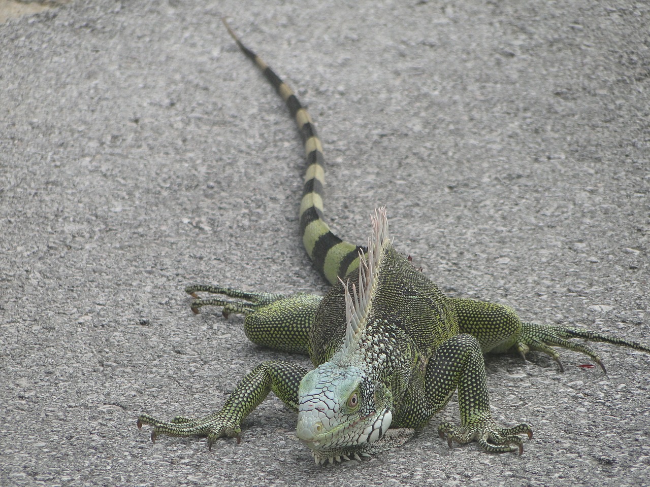 iguana animals reptile free photo