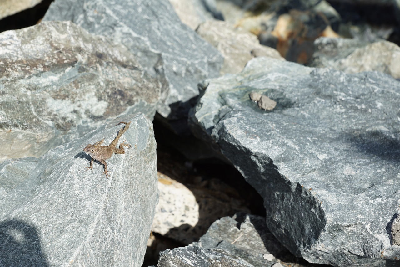 iguana stone grey free photo