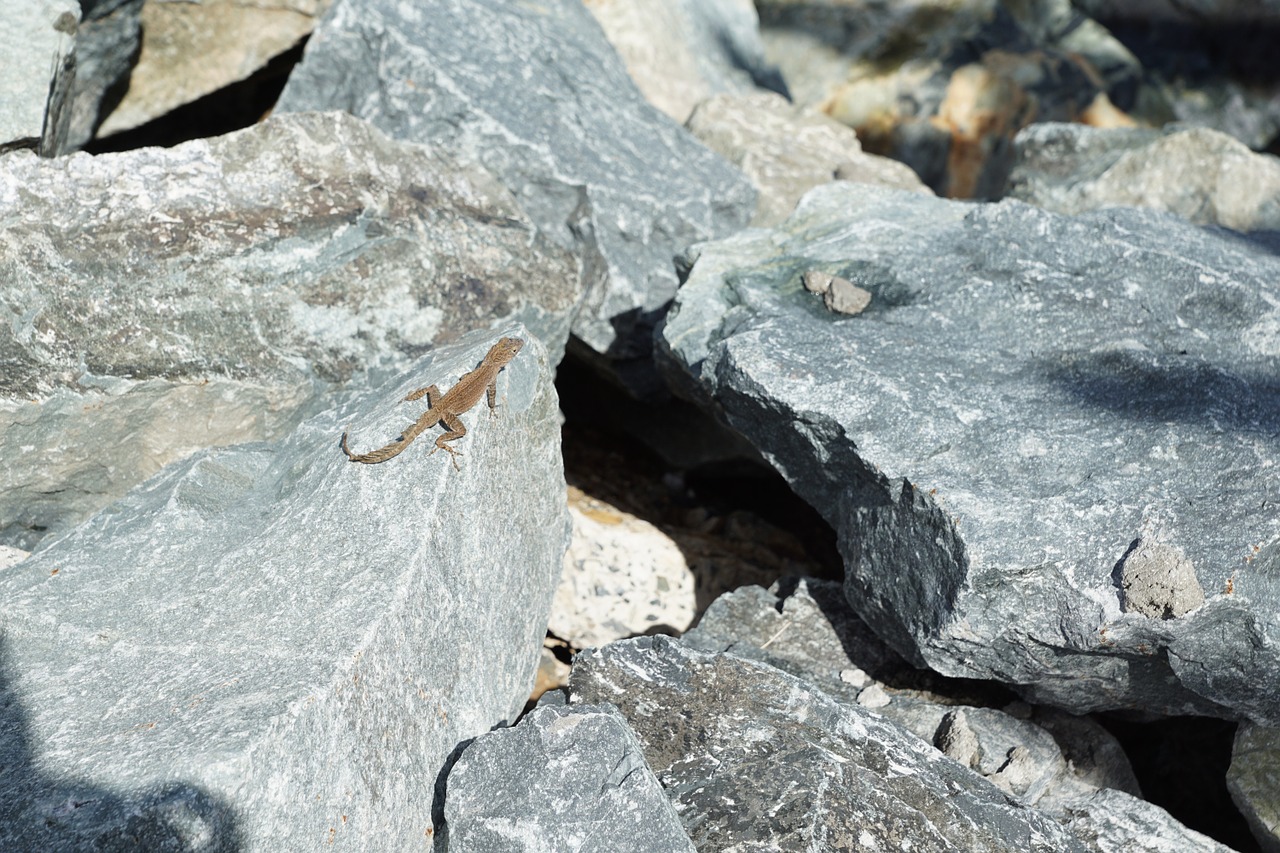 iguana stone grey free photo