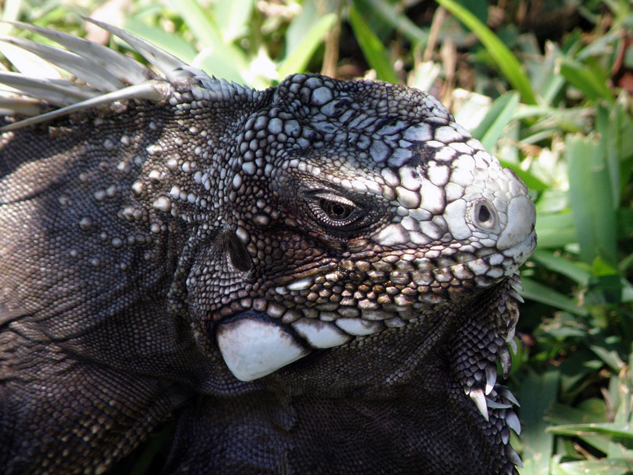 iguana reptile scale free photo