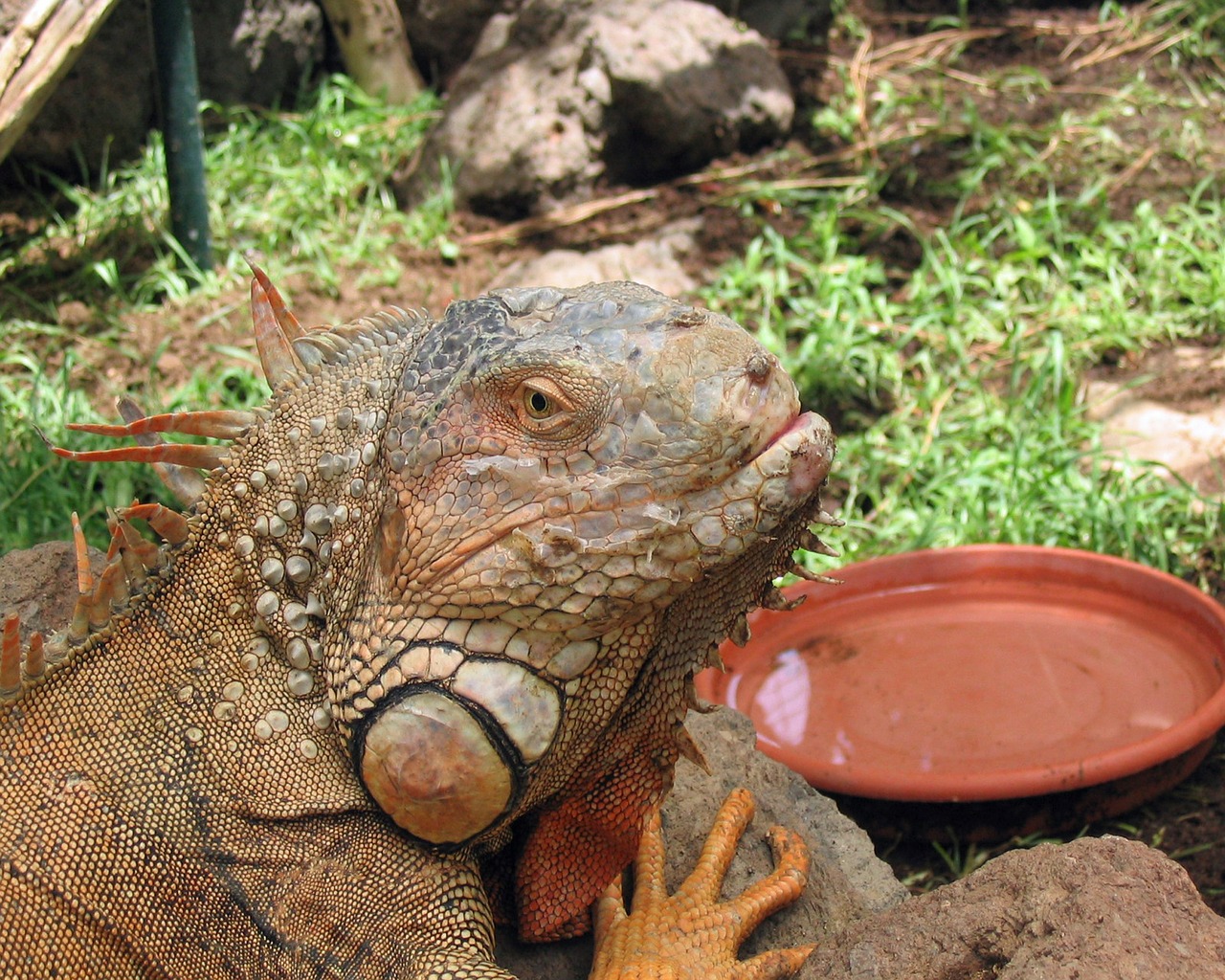 iguana reptile animal free photo