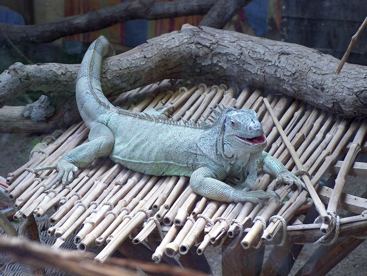 iguana zoo animals free photo