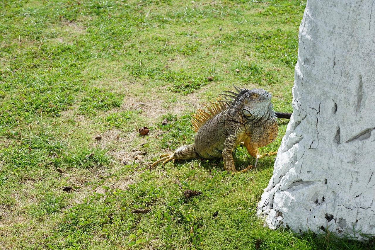iguana palm grass free photo
