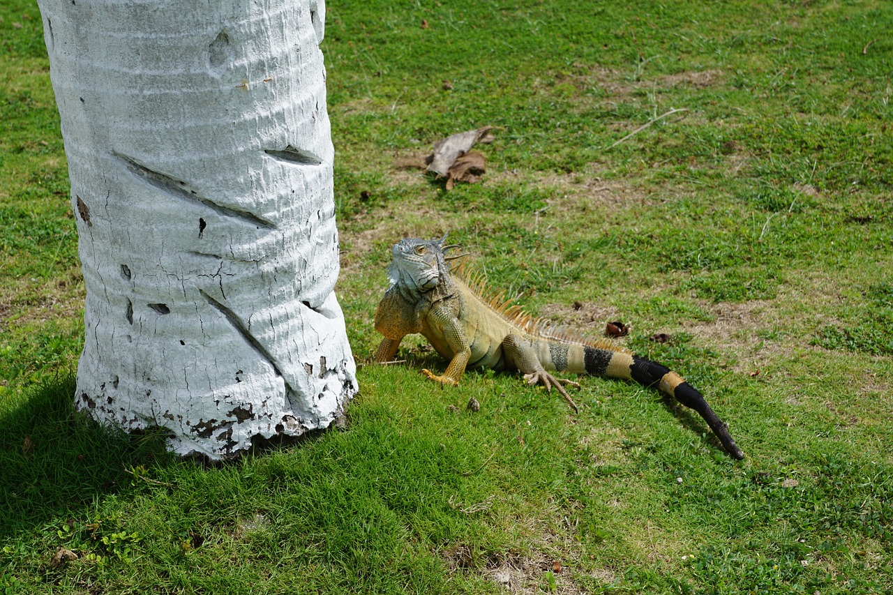 iguana green palm free photo