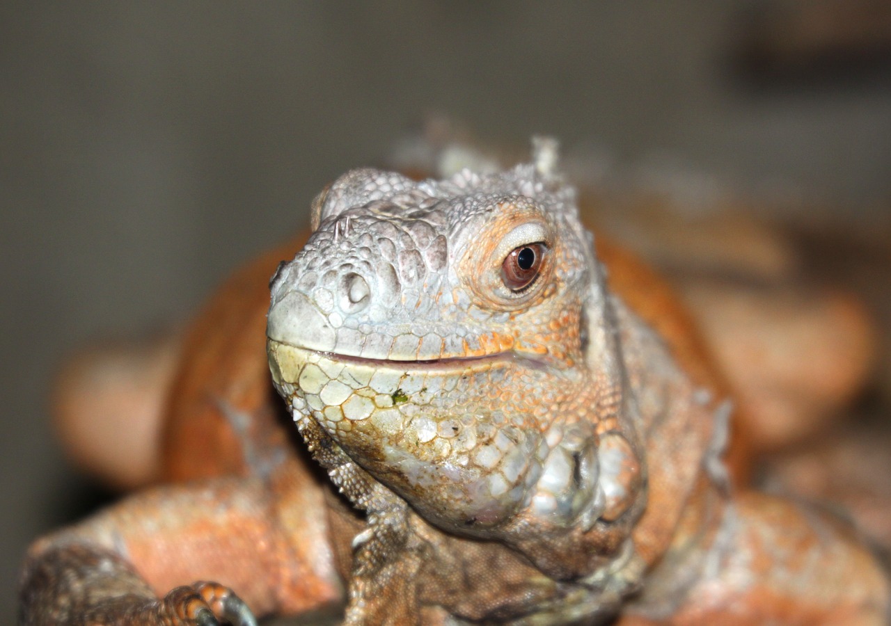 iguana lizard animal free photo