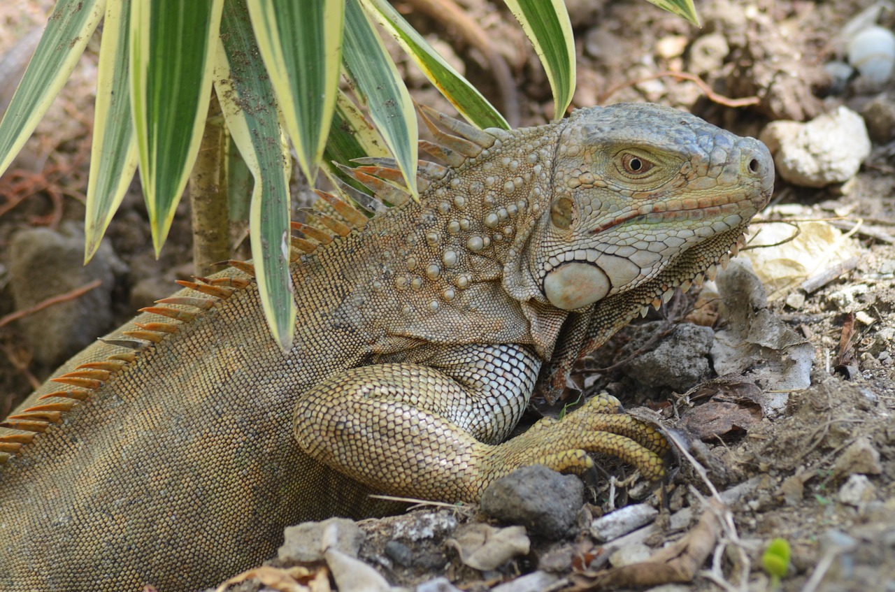 iguana ponte eggs free photo