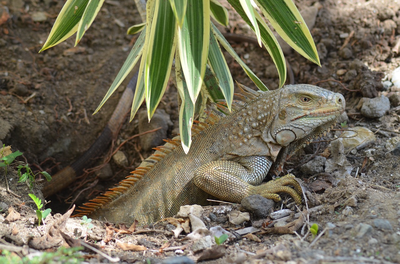 iguana ponte eggs free photo