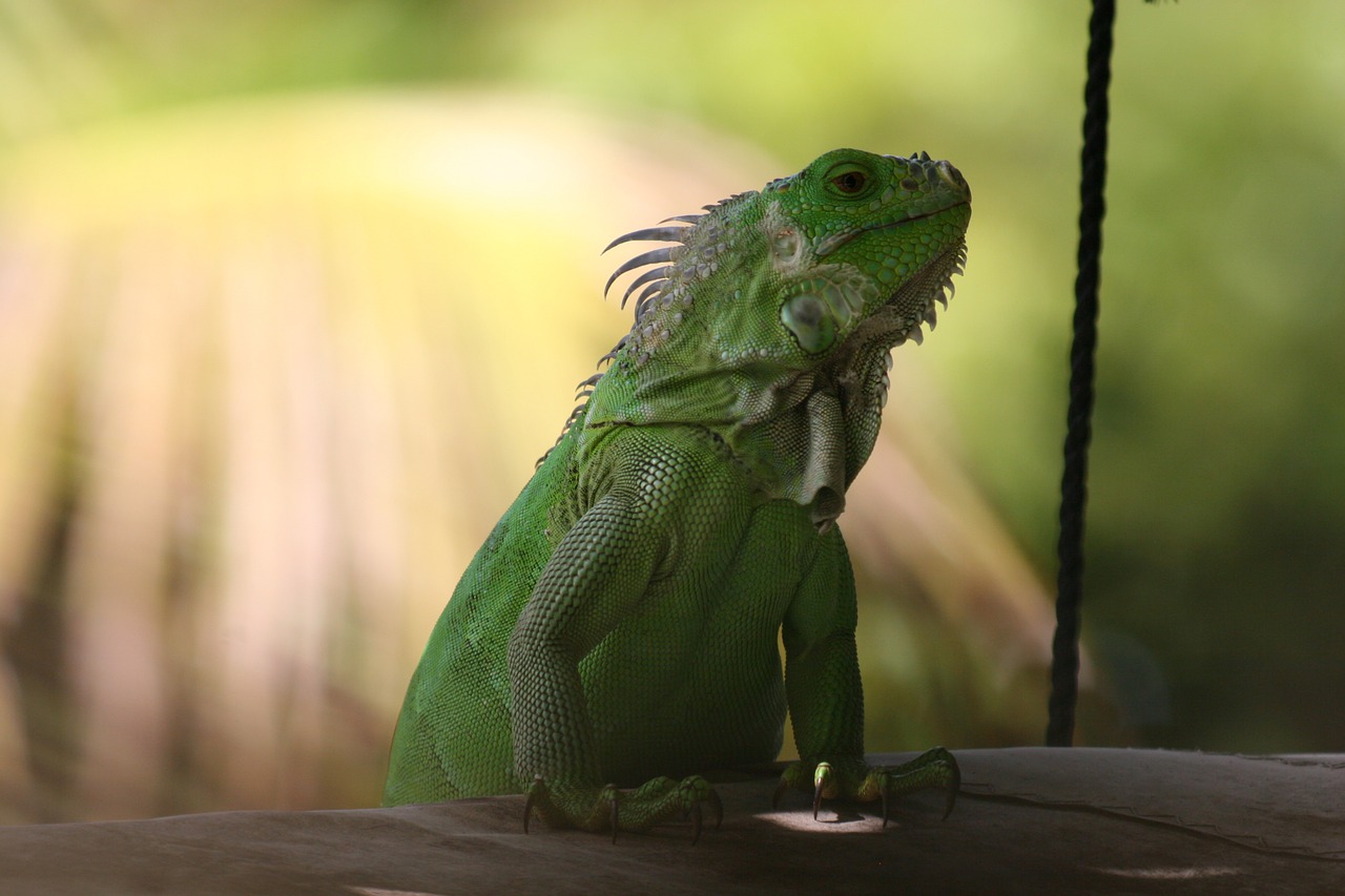 iguana green west indies free photo